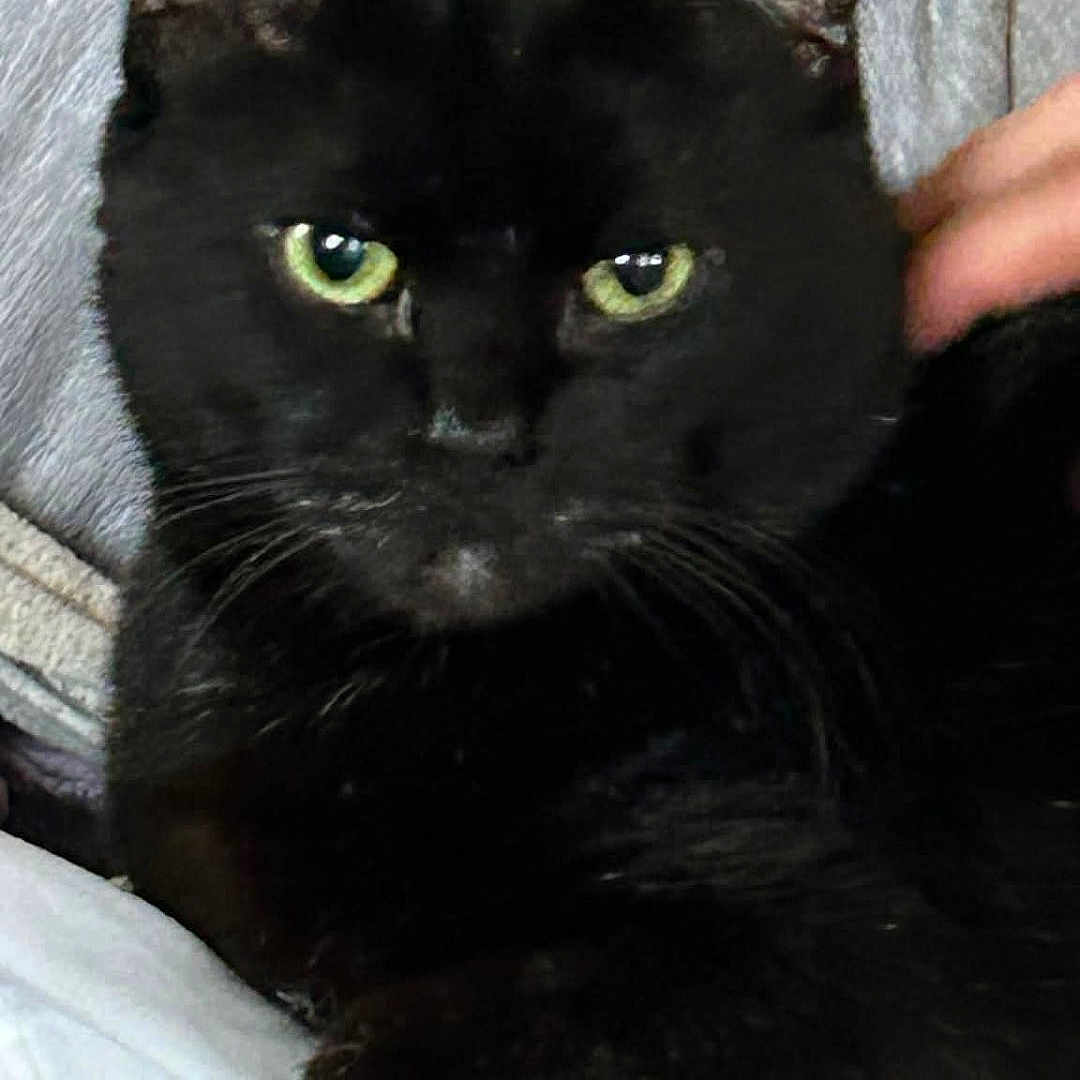 Storm joined the competition — help win amazing prizes! black_cat, cat, green_eyes, pet, animal, feline, domestic_cat, whiskers, ears, fur, relaxing, indoor, hand, couch, cozy, close_up, looking_at_camera, resting, comfort, companion