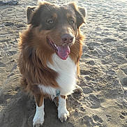 Ugo participe au concours pour gagner de l'argent avec cette photo : dog, brown, white, fur, sand, outdoor, pet, happy, tongue_out, sitting, canine, animal, daylight, nature, smiling, friendly, ears, paws, portrait, sunlight