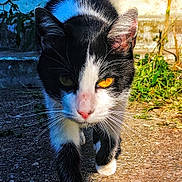 Chaussette participe au concours pour gagner de l'argent avec cette photo : cat, tuxedo_cat, black_and_white, feline, closeup, whiskers, yellow_eye, eyes, paws, walking, outdoor, grass, concrete, pavement, sunlight, portrait, ears, nose, fur, curious