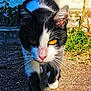 cat, tuxedo_cat, black_and_white, feline, closeup, whiskers, yellow_eye, eyes, paws, walking, outdoor, grass, concrete, pavement, sunlight, portrait, ears, nose, fur, curious