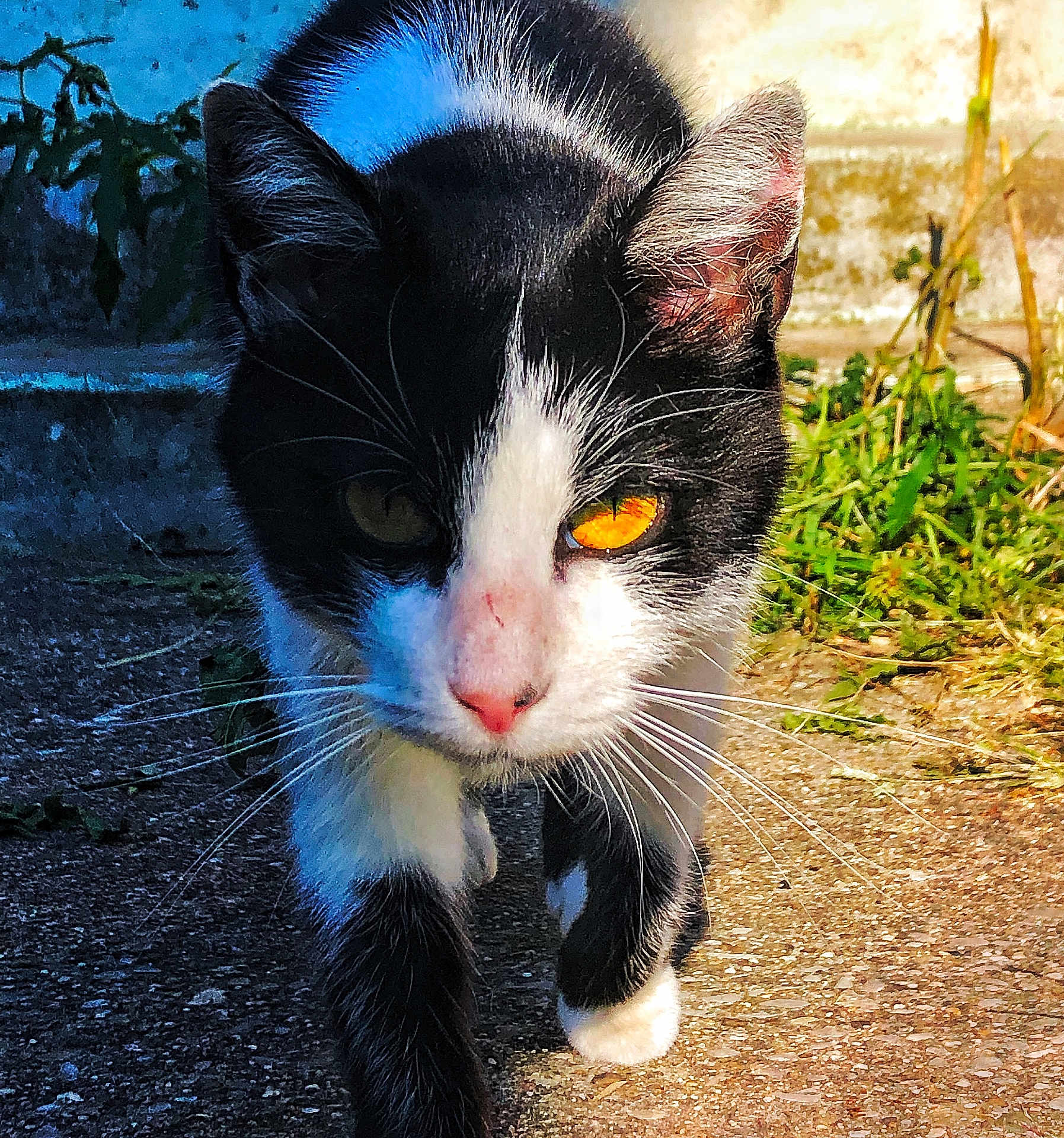 Chaussette participe au concours pour gagner de l'argent avec cette photo : cat, tuxedo_cat, black_and_white, feline, closeup, whiskers, yellow_eye, eyes, paws, walking, outdoor, grass, concrete, pavement, sunlight, portrait, ears, nose, fur, curious