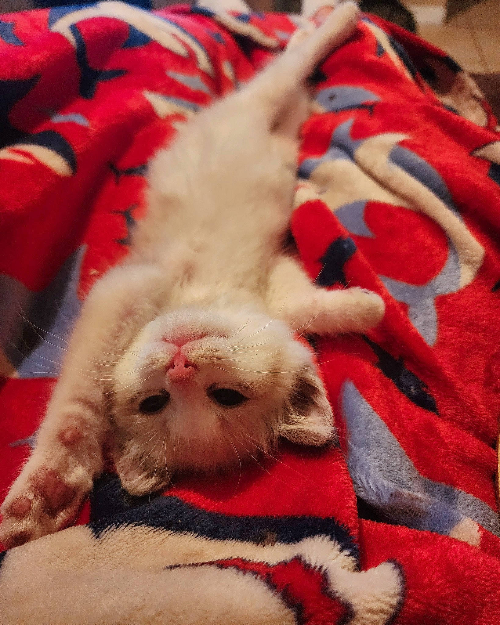 Sushi joined the competition — help win amazing prizes! canidae, carnivore, cat, claw, comfort, companion_dog, dog_breed, domestic_short_haired_cat, fawn, felidae, foot, fur, linens, nap, paw, small_to_medium_sized_cats, snout, sporting_group, tail, whiskers