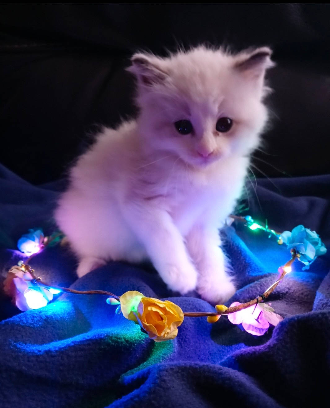 Sushi joined the competition — help win amazing prizes! art, carnivore, cat, claw, darkness, electric_blue, event, fawn, felidae, fur, magenta, night, paw, petal, photo_caption, purple, sitting, small_to_medium_sized_cats, tail, whiskers