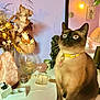 animal, bird, bread, cat, computerhardware, cup, electronics, flower, flowerarrangement, food, hardware, jar, lamp, monitor, pet, plant, pottedplant, pottery, screen, siamese
