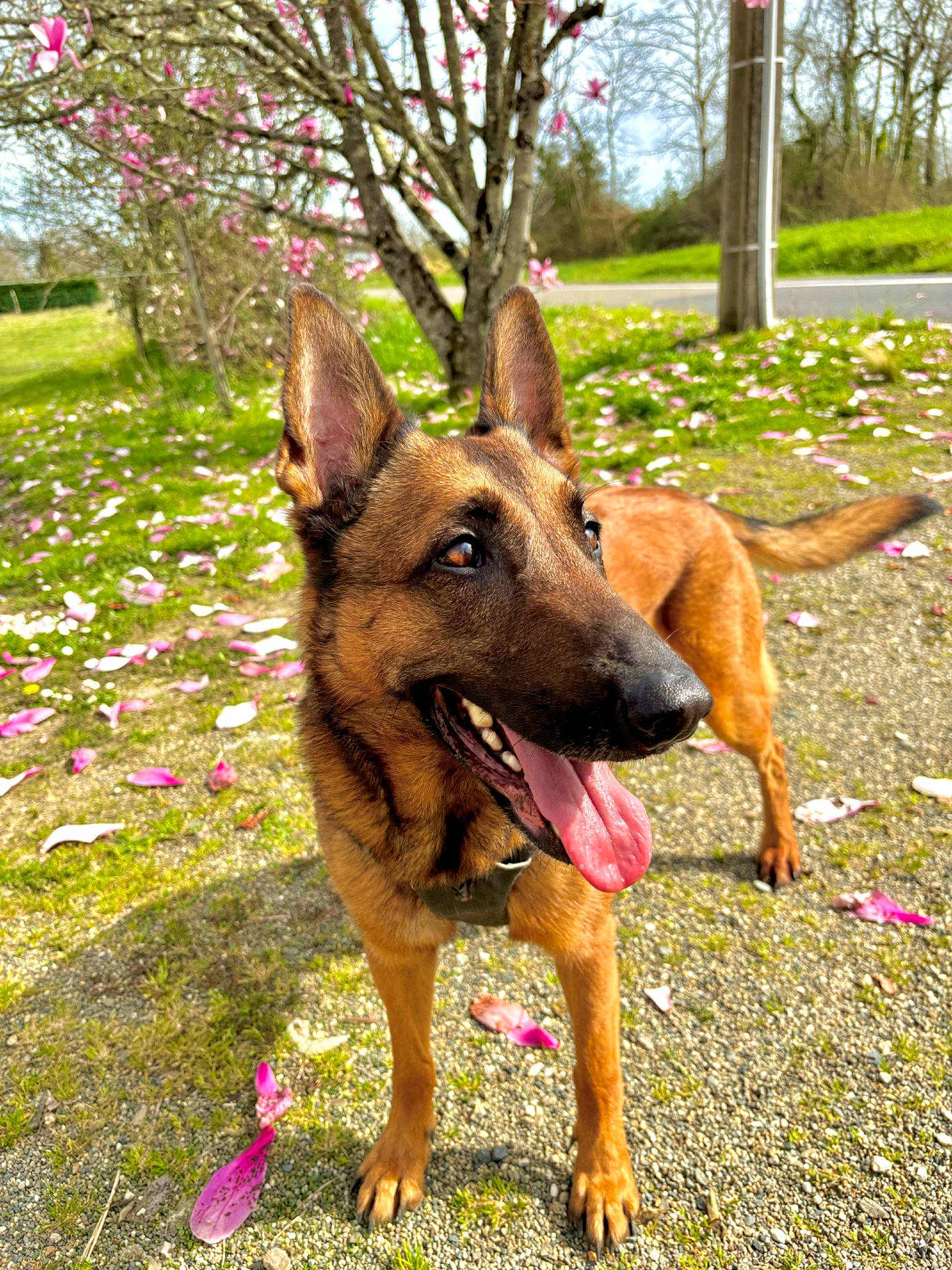 Taffy participe au concours pour gagner de l'argent avec cette photo : annual_plant, biting, canidae, carnivore, companion_dog, dog, dog_breed, east_european_shepherd, fawn, german_shepherd_dog, grass, herding_dog, plant, sky, snout, sporting_group, terrestrial_animal, tree, working_animal, working_dog