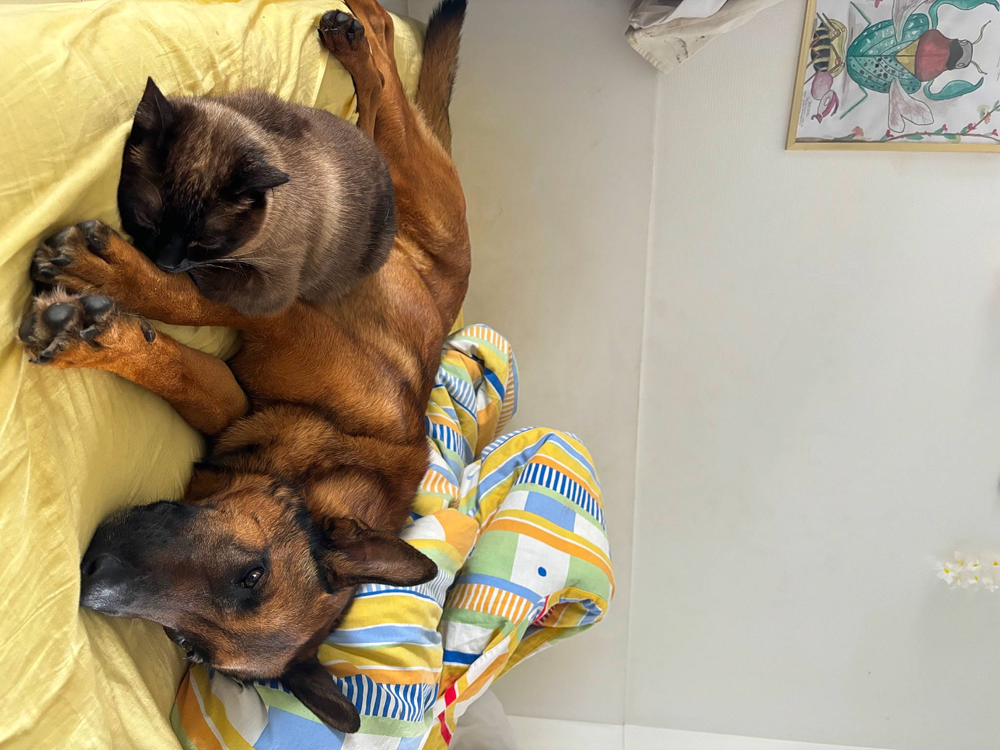 Taffy participe au concours pour gagner de l'argent avec cette photo : carnivore, cat, cat_bed, cat_supply, claw, comfort, domestic_short_haired_cat, fawn, felidae, fur, linens, nap, paw, room, siamese, small_to_medium_sized_cats, tail, thai, visual_arts, whiskers