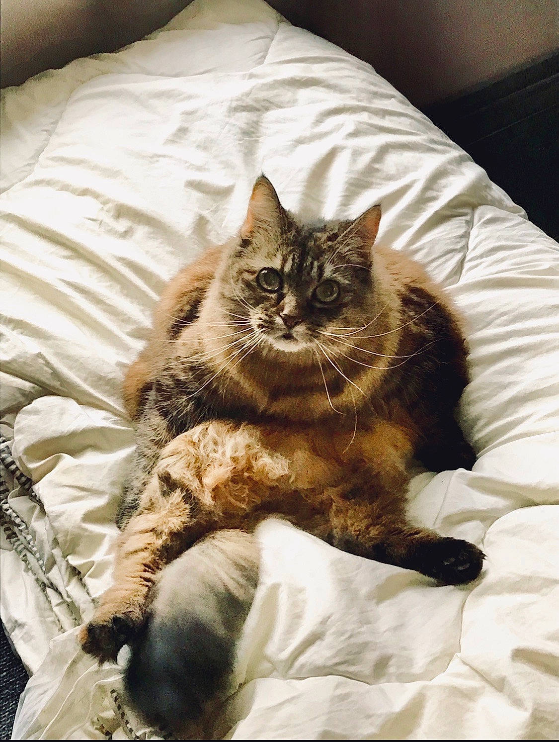 Pims participe au concours pour gagner de l'argent avec cette photo : asian, carnivore, cat, claw, comfort, domestic_short_haired_cat, dragon_li, ear, european_shorthair, felidae, fur, furniture, kitten, mammal, nap, small_to_medium_sized_cats, tabby_cat, whiskers