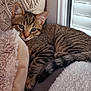 kitten, cat, tabby, indoor, window, blanket, cushion, cozy, fur, pet, relaxed, resting, cute, animal, mammal, whiskers, ears, tail, feline, young