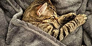 Aston a rejoint le concours — aidez-le/la à gagner de superbes lots ! cat, tabby, sleeping, cozy, blanket, plush, gray, fur, pet, resting, animal, cute, domestic, relaxed, indoor, paw, whiskers, ears, soft, comfort