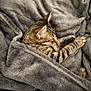 cat, tabby, sleeping, cozy, blanket, plush, gray, fur, pet, resting, animal, cute, domestic, relaxed, indoor, paw, whiskers, ears, soft, comfort