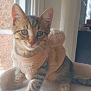 Aston participe au concours pour gagner de l'argent avec cette photo : cat, kitten, tabby, pet_bed, window, sweater, pom_pom, indoor, feline, curious, whiskers, soft_light, cozy, animal, young_cat, fur, ears, paws, resting, cute