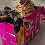 cat, kitten, box, pink_box, whiskas, indoor, floor, tile_floor, cat_food_box, tabby, pet, cute, playful, tongue_out, animal, feline, cat_tent, curious, pet_accessory, domestic_animal