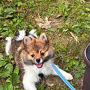 Coco joined the competition — help win amazing prizes! puppy, dog, grass, leash, outdoor, happy, playful, cute, pet, animal, fur, tongue_out, nature, leaf, shoe, person, canine, young, smiling, walking