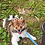 puppy, dog, grass, leash, outdoor, happy, playful, cute, pet, animal, fur, tongue_out, nature, leaf, shoe, person, canine, young, smiling, walking