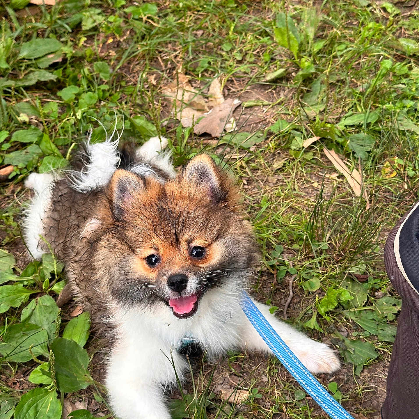Coco joined the competition — help win amazing prizes! animal, canine, cute, dog, fur, grass, happy, leaf, leash, nature, outdoor, person, pet, playful, puppy, shoe, smiling, tongue_out, walking, young