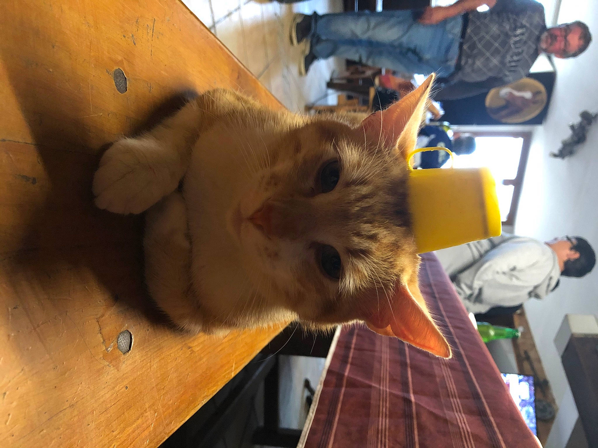 Prince a rejoint le concours — aidez-le/la à gagner de superbes lots ! degu, fawn, mouse, muridae, rodent, snout, whiskers