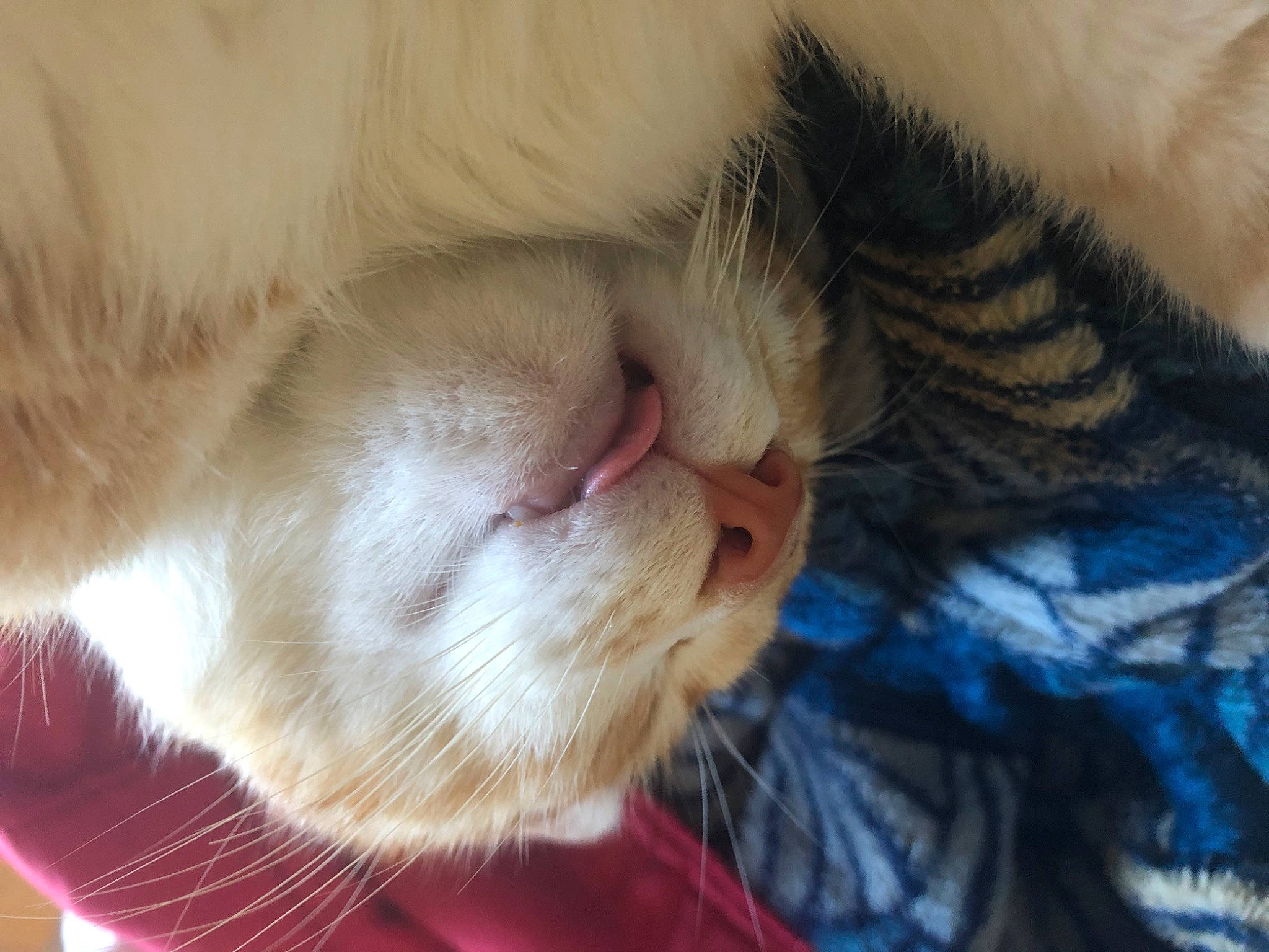 Prince a rejoint le concours — aidez-le/la à gagner de superbes lots ! carnivore, cat, claw, close_up, colorpoint_shorthair, eye, fawn, felidae, fur, mouth, nap, nose, ojos_azules, paw, skin, small_to_medium_sized_cats, snout, whiskers