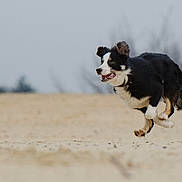 Lucidtakflgski is registered to the contest to win money with this photo: dog, running, mid_air, black_and_white, outdoor, sand, energetic, animal, pet, happy, motion, nature, fur, playful, jumping, canine, collar, daytime, landscape, active