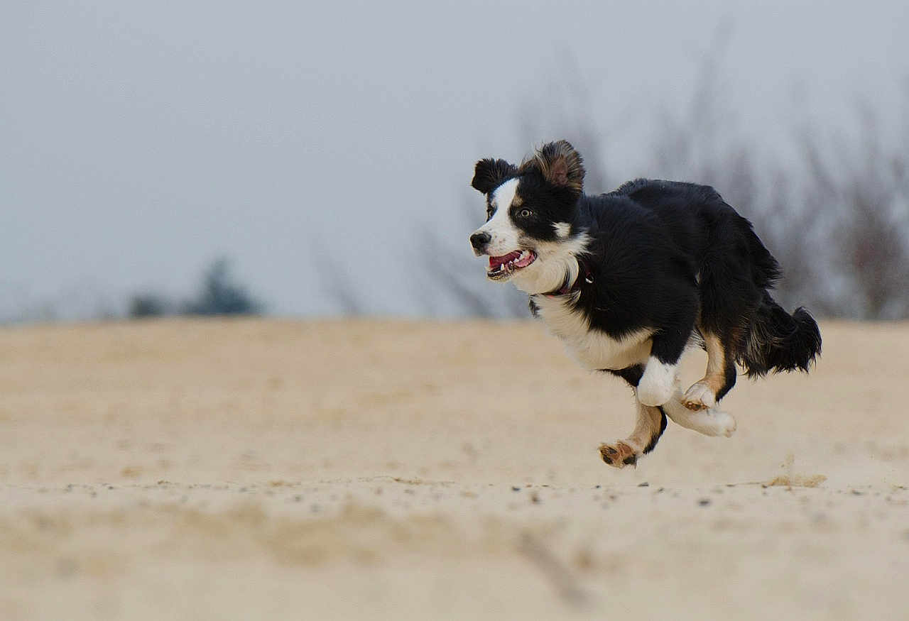Lucidtakflgski is registered to the contest to win money with this photo: dog, running, mid_air, black_and_white, outdoor, sand, energetic, animal, pet, happy, motion, nature, fur, playful, jumping, canine, collar, daytime, landscape, active