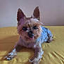Pebbles is registered to the contest to win money with this photo: dog, small_dog, pet, lying_down, ears, fur, yellow_surface, indoor, cute, animal, canine, tongue, looking_at_camera, playful, adorable, fur_texture, front_paws, companion, domestic_animal, friendly