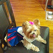 Pebbles is registered to the contest to win money with this photo: dog, small_dog, yorkshire_terrier, dog_clothing, bow, chair, wooden_floor, indoor, pet_bowls, tongue_out, furniture, living_room, decor, pet, domestic_animal, cute, animal, seat, household, resting