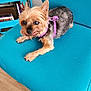 Pebbles joined the competition — help win amazing prizes! dog, small_dog, indoor, turquoise_chair, purple_harness, wooden_floor, pet, furniture, sitting, cute, animal, domestic_animal, companion, relaxed, fur, ears, paw, face, tongue, curious