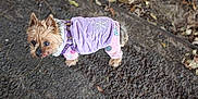 Pebbles is registered to the contest to win money with this photo: dog, small_dog, puppy, pet, purple_jacket, pink_jacket, outdoor, sidewalk, leaves, twigs, scooter_wheel, footwear, boot, animal, canine, winter_clothing, ground, nature, walking, pet_accessory