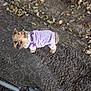 dog, small_dog, puppy, pet, purple_jacket, pink_jacket, outdoor, sidewalk, leaves, twigs, scooter_wheel, footwear, boot, animal, canine, winter_clothing, ground, nature, walking, pet_accessory