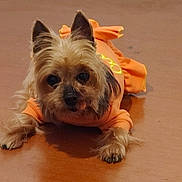 Pebbles is registered to the contest to win money with this photo: dog, small_dog, orange_clothing, table, wooden_table, pet, animal, indoor, fur, ears, tongue_out, cute, resting, lying_down, front_paws, adorable, companion, domestic_animal, animal_portrait, canine
