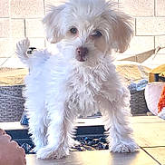 Bodhi is registered to the contest to win money with this photo: backyard, brick_wall, closeup, cushion, dog, eyes, fluffy, nose, outdoor, patio, paws, pet, portrait, puppy, shadow, standing, sunlight, table, white_fur, wicker_furniture