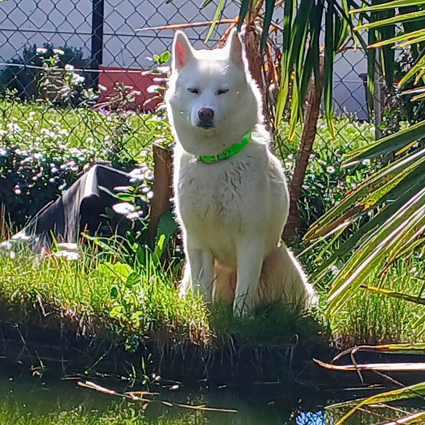 Bella a rejoint le concours — aidez-le/la à gagner de superbes lots ! animal, calm, collar, daytime, dog, fence, grass, green_collar, greenery, nature, outdoor, pet, plants, pond, serene, sitting, sunlight, tropical_plants, water, white_dog