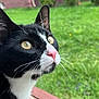 Max is registered to the contest to win money with this photo: cat, black_and_white_cat, close_up, face, whiskers, pink_nose, yellow_eyes, window, green_grass, outdoor, nature, blurred_background, curiosity, pet, animal, feline, looking, daylight, soft_light, domestic_cat