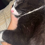 Max is registered to the contest to win money with this photo: cat, sleeping, black_and_white, whiskers, pink_nose, hand, cozy, pet, feline, close_up, fur, paw, indoor, resting, comfort, striped_blanket, cute, relaxation, animal, domestic