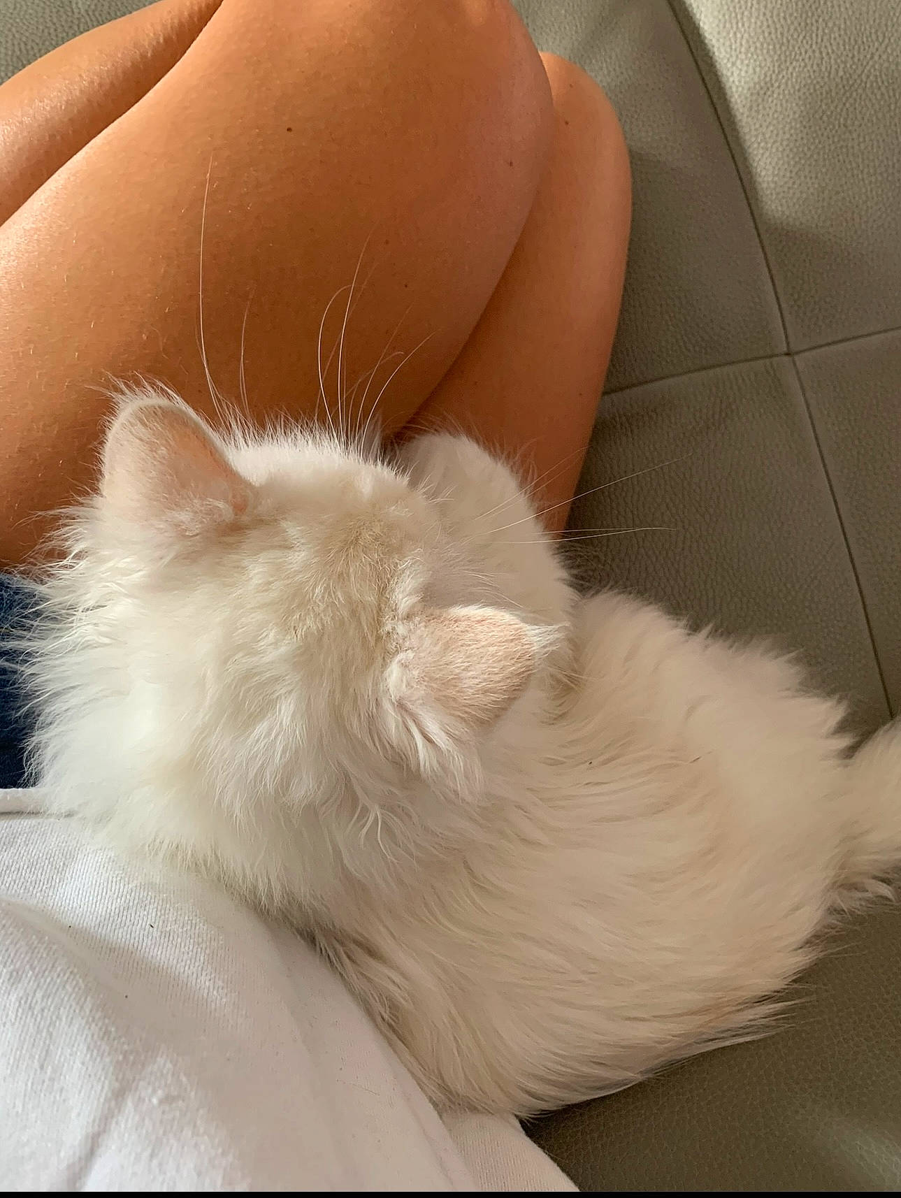 Boo participe au concours pour gagner de l'argent avec cette photo : canidae, carnivore, cat, claw, comfort, companion_dog, couch, dog_breed, felidae, foot, fur, human_leg, nap, paw, ragdoll, sleep, small_to_medium_sized_cats, tail, thigh, whiskers