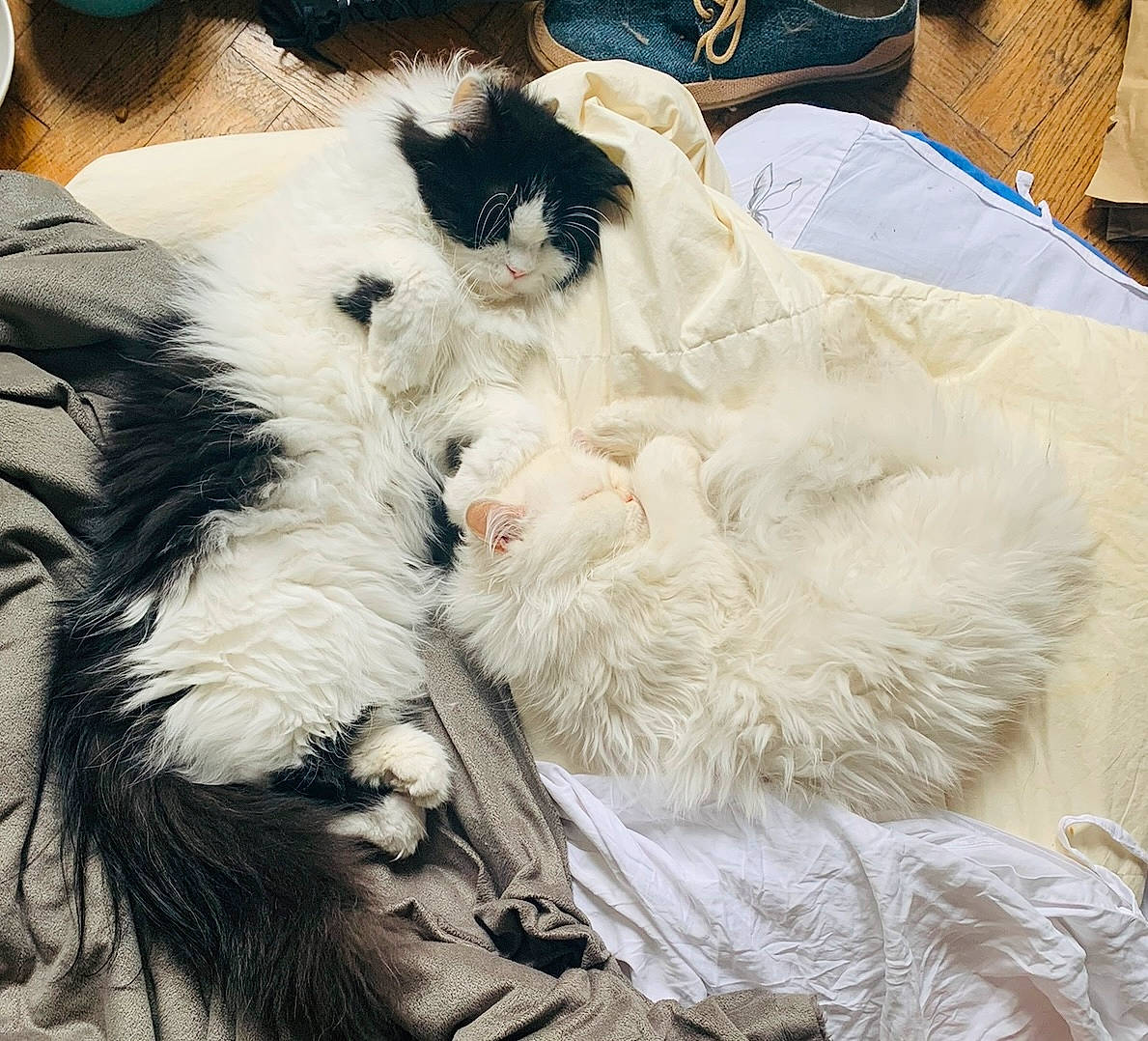 Boo participe au concours pour gagner de l'argent avec cette photo : canidae, carnivore, claw, comfort, companion_dog, dog, dog_breed, fang, fawn, felidae, fur, nap, natural_material, paw, small_to_medium_sized_cats, sporting_group, tail, toy_dog, whiskers, working_animal