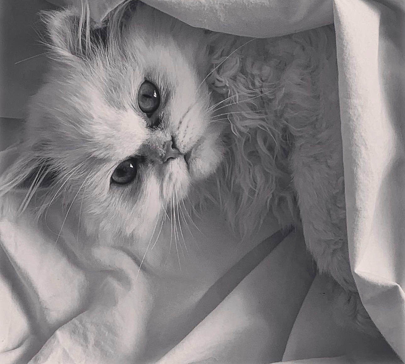 Boo a rejoint le concours — aidez-le/la à gagner de superbes lots ! black_and_white, british_longhair, carnivore, cat, chest, claw, comfort, felidae, fur, gesture, grey, monochrome, monochrome_photography, paw, sitting, small_to_medium_sized_cats, snout, style, whiskers, white