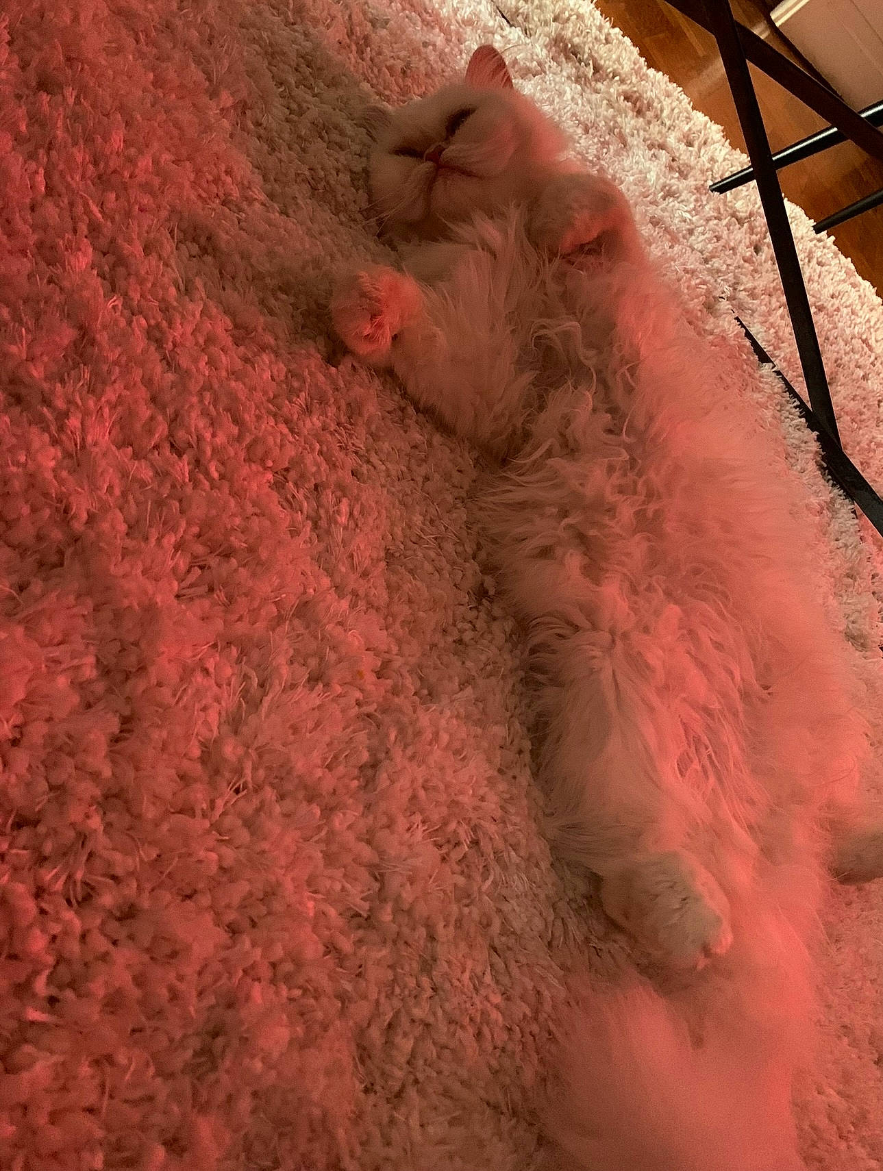 Boo participe au concours pour gagner de l'argent avec cette photo : event, fawn, flesh, freezing, fur, landscape, livestock, natural_material, peach, pink, rock, shadow, soil, suidae, tints_and_shades, visual_arts, winter, wood