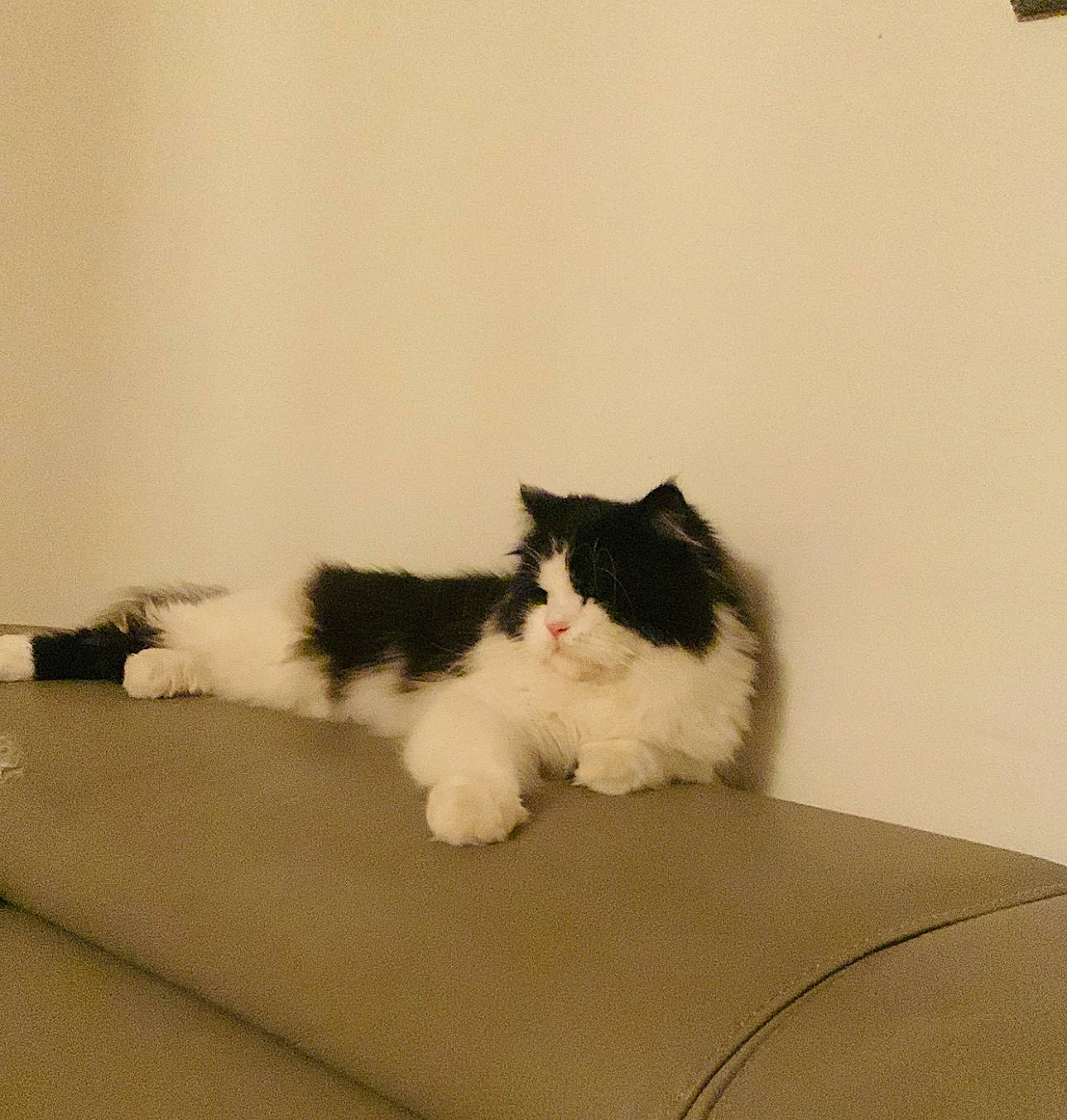 Pato a rejoint le concours — aidez-le/la à gagner de superbes lots ! carnivore, cat, comfort, felidae, formal_wear, fur, paw, sitting, small_to_medium_sized_cats, snout, tail, terrestrial_animal, whiskers