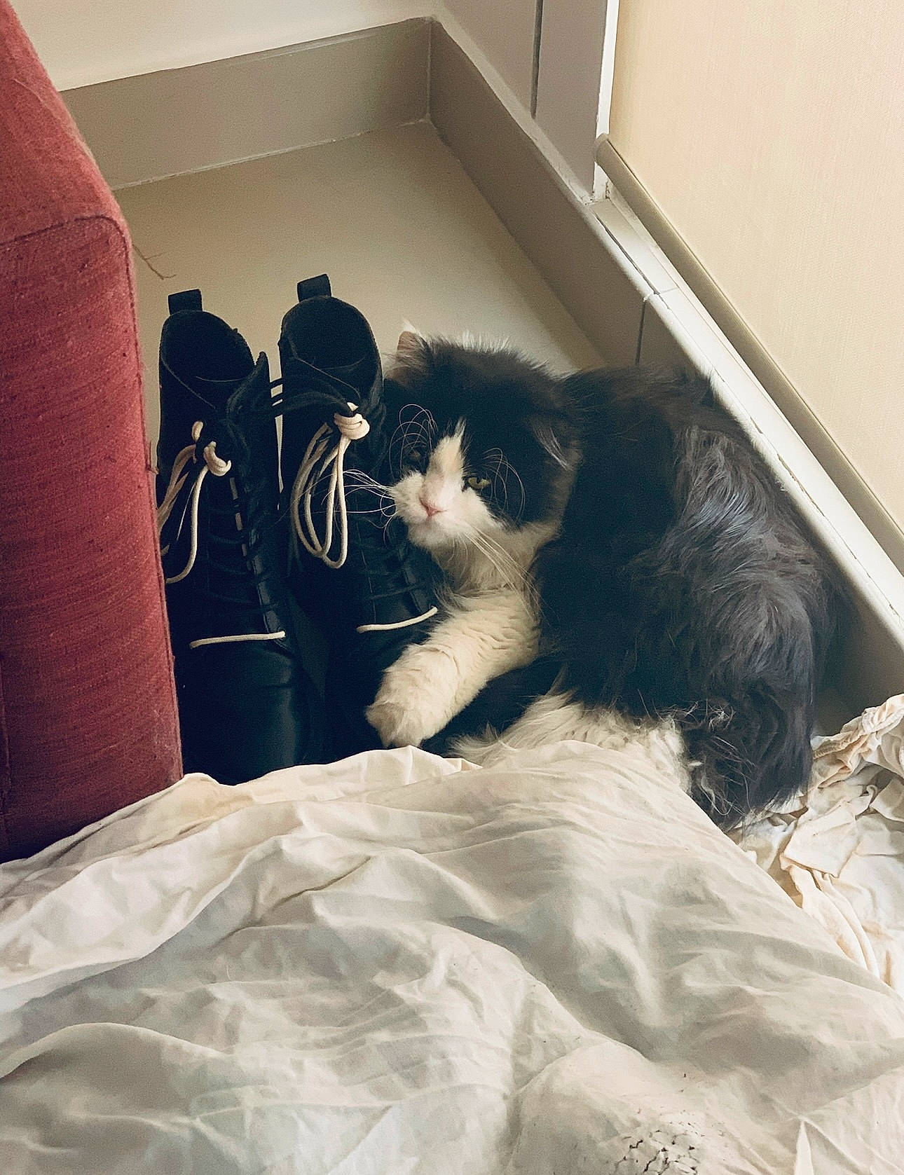 Pato participe au concours pour gagner de l'argent avec cette photo : bed, bed_sheet, bedding, bedroom, black_cat, carnivore, cat, comfort, domestic_short_haired_cat, felidae, fur, grey, human_leg, linens, room, sitting, small_to_medium_sized_cats, tail, tints_and_shades, whiskers