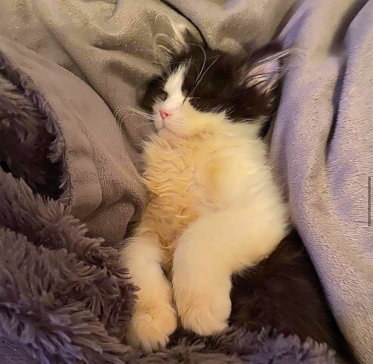 Pato participe au concours pour gagner de l'argent avec cette photo : carnivore, cat, claw, comfort, domestic_short_haired_cat, eye, fawn, felidae, foot, fur, head, mammal, nap, paw, sleep, small_to_medium_sized_cats, snout, tail, terrestrial_animal, whiskers