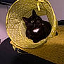 Sammi is registered to the contest to win money with this photo: cat, black_cat, yellow_tunnel, polka_dots, indoor, pet, feline, collar, curious, looking_up, blanket, yellow_blanket, cozy, domestic_animal, resting, cute, playful, animal, fur, whiskers