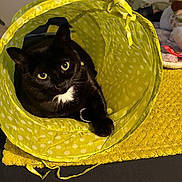 Sammi is registered to the contest to win money with this photo: black_cat, cat, pet, animal, yellow_tunnel, polka_dot, indoor, cozy, feline, curious, cute, yellow_mat, resting, domestic_cat, whiskers, claw, collar, soft_texture, looking_at_camera, closeup