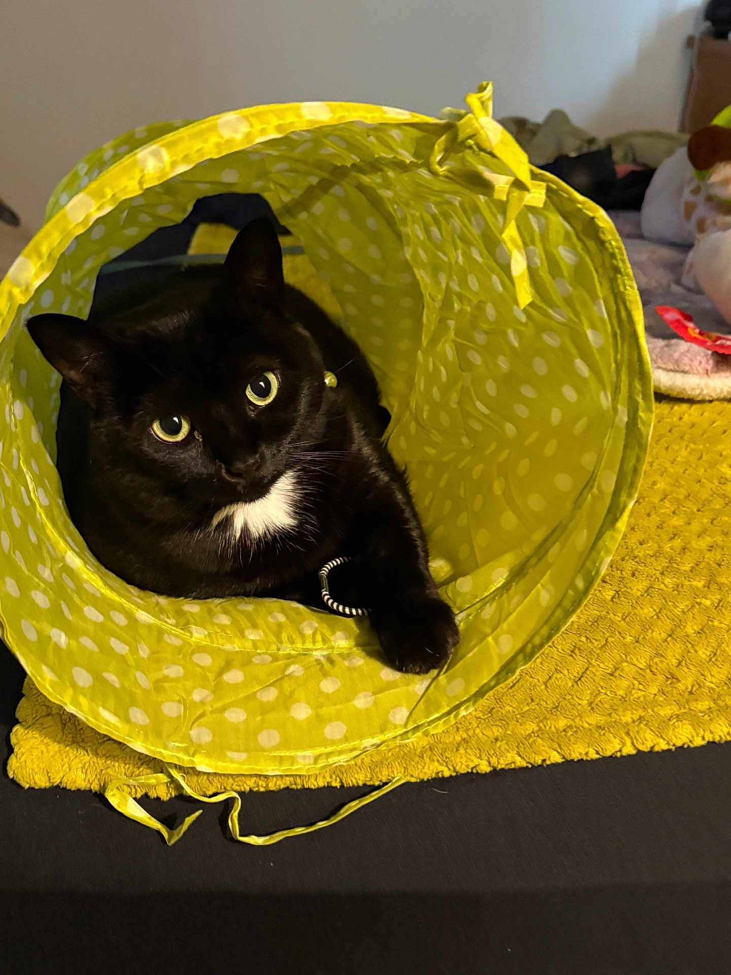 Sammi is registered to the contest to win money with this photo: black_cat, cat, pet, animal, yellow_tunnel, polka_dot, indoor, cozy, feline, curious, cute, yellow_mat, resting, domestic_cat, whiskers, claw, collar, soft_texture, looking_at_camera, closeup