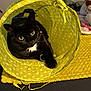 Sammi is registered to the contest to win money with this photo: black_cat, cat, polka_dot, yellow_tunnel, pet, indoor, curious, feline, animal, cozy, yellow_mat, resting, paw, whiskers, domestic_cat, soft_lighting, bedroom, fabric, play_tunnel, cute
