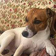 Taj a rejoint le concours — aidez-le/la à gagner de superbes lots ! dog, pet, animal, canine, sofa, blanket, vintage, floral_pattern, brown, white, relaxed, indoors, furniture, cozy, portrait, cute, domestic, companion, resting, side_view