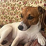 dog, pet, animal, canine, sofa, blanket, vintage, floral_pattern, brown, white, relaxed, indoors, furniture, cozy, portrait, cute, domestic, companion, resting, side_view