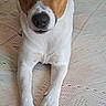 Taj a rejoint le concours — aidez-le/la à gagner de superbes lots ! dog, pet, animal, brown_and_white, lying_down, looking_at_camera, indoor, texture, fur, ears, snout, front_legs, paws, close_up, portrait, canine, domestic_animal, cute, companion, friendly