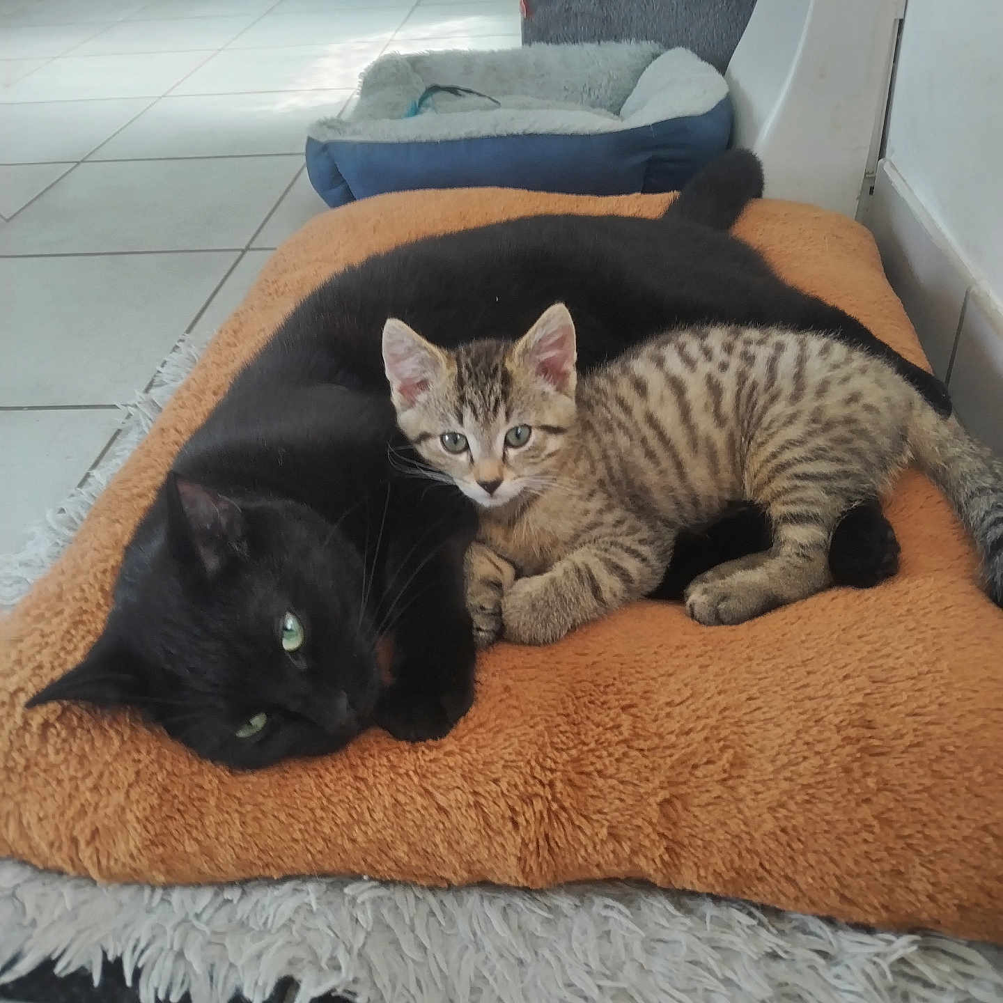 Miou Et Titof