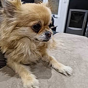 Naya participe au concours pour gagner de l'argent avec cette photo : dog, small_dog, fluffy, couch, indoor, pet, living_room, fur, animal, cute, side_view, relaxed, home, window, fireplace, domestic_animal, mammal, companion, paw, face