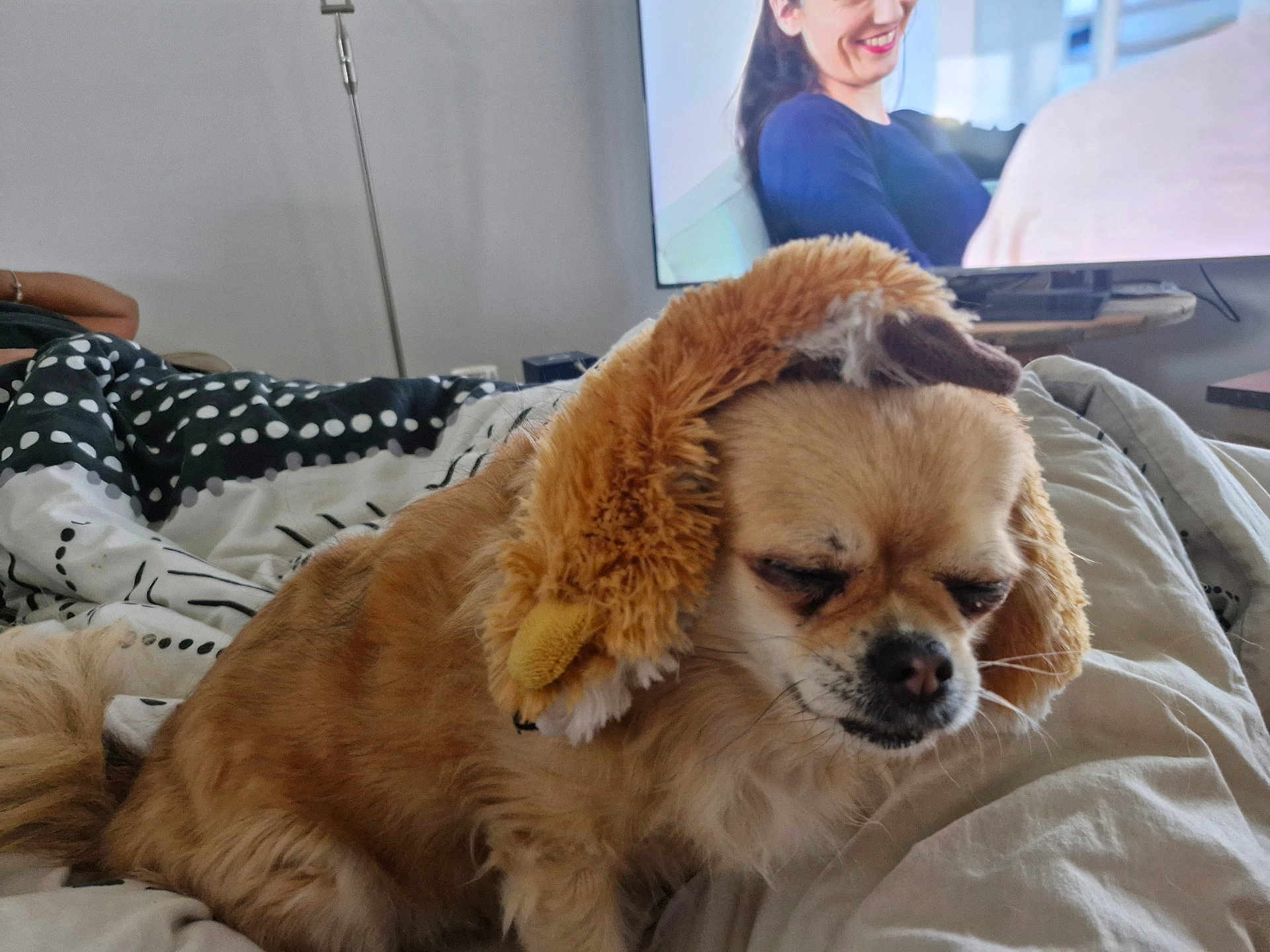 Naya participe au concours pour gagner de l'argent avec cette photo : dog, plush_hat, bed, blanket, indoor, television, person_on_tv, brown_dog, sleepy, furry, cozy, living_room, resting, cute, pet, animal, fur, domestic, small_dog, lion_hat